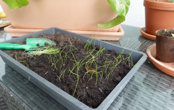 Lauchzwiebeln vorziehen