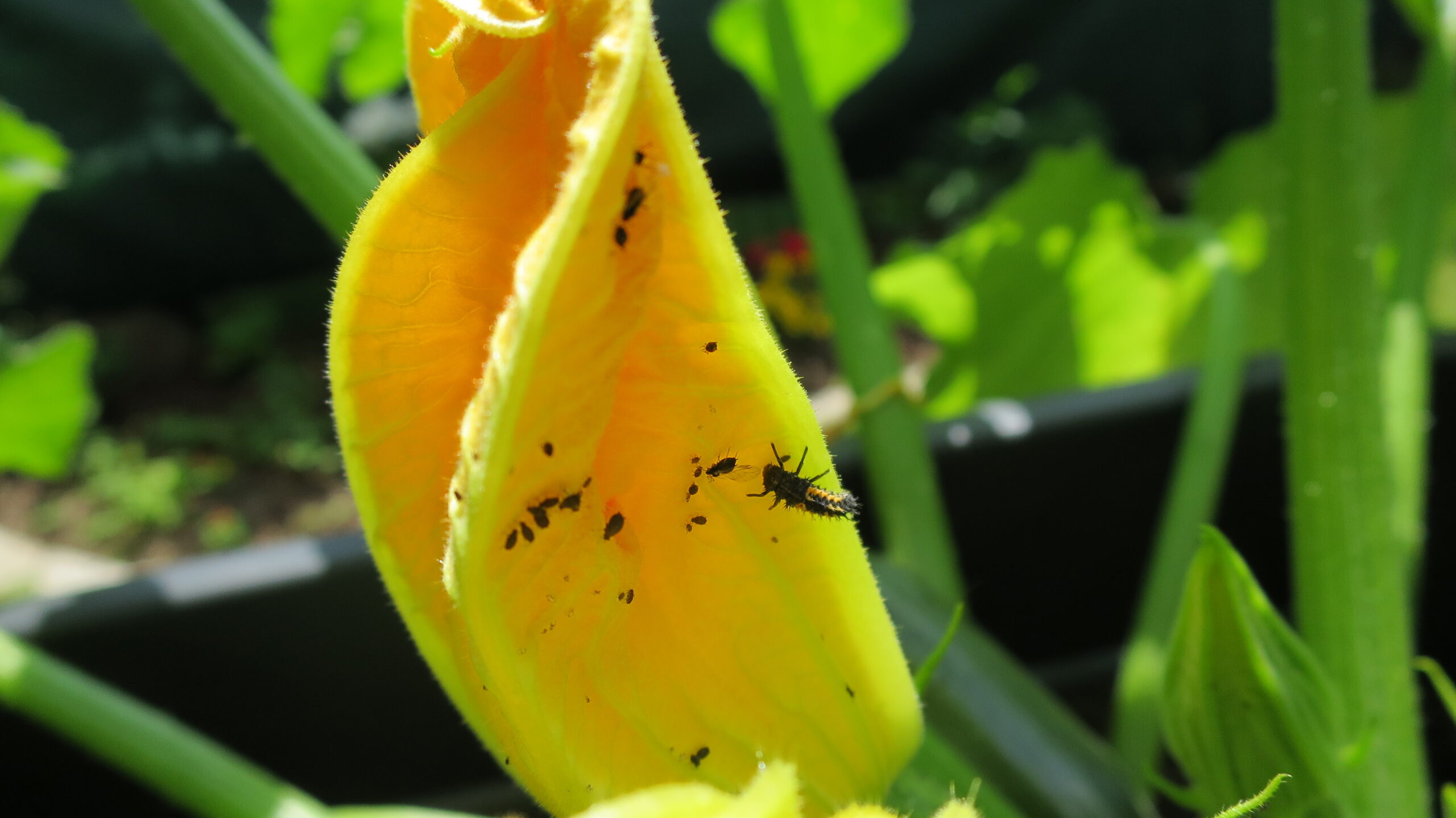Marienkäferlarven gegen Blattläuse