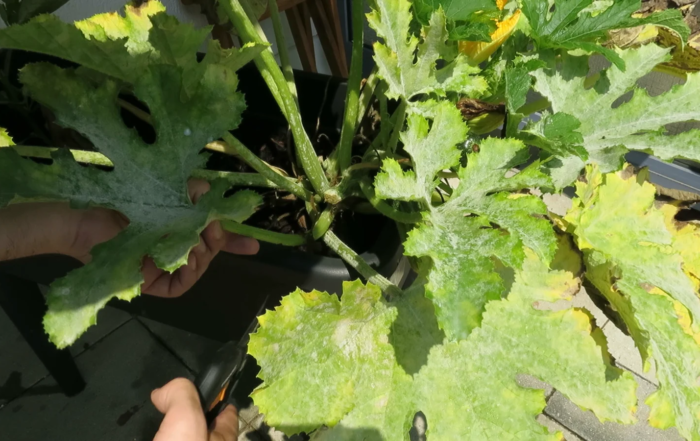 Mehltau auf Zucchini