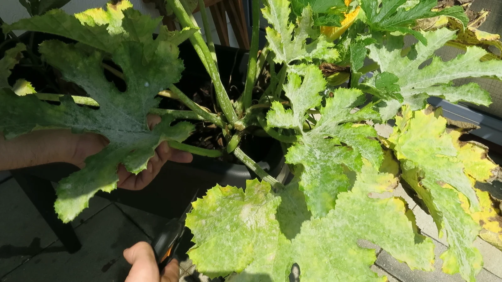 Mehltau auf Zucchini