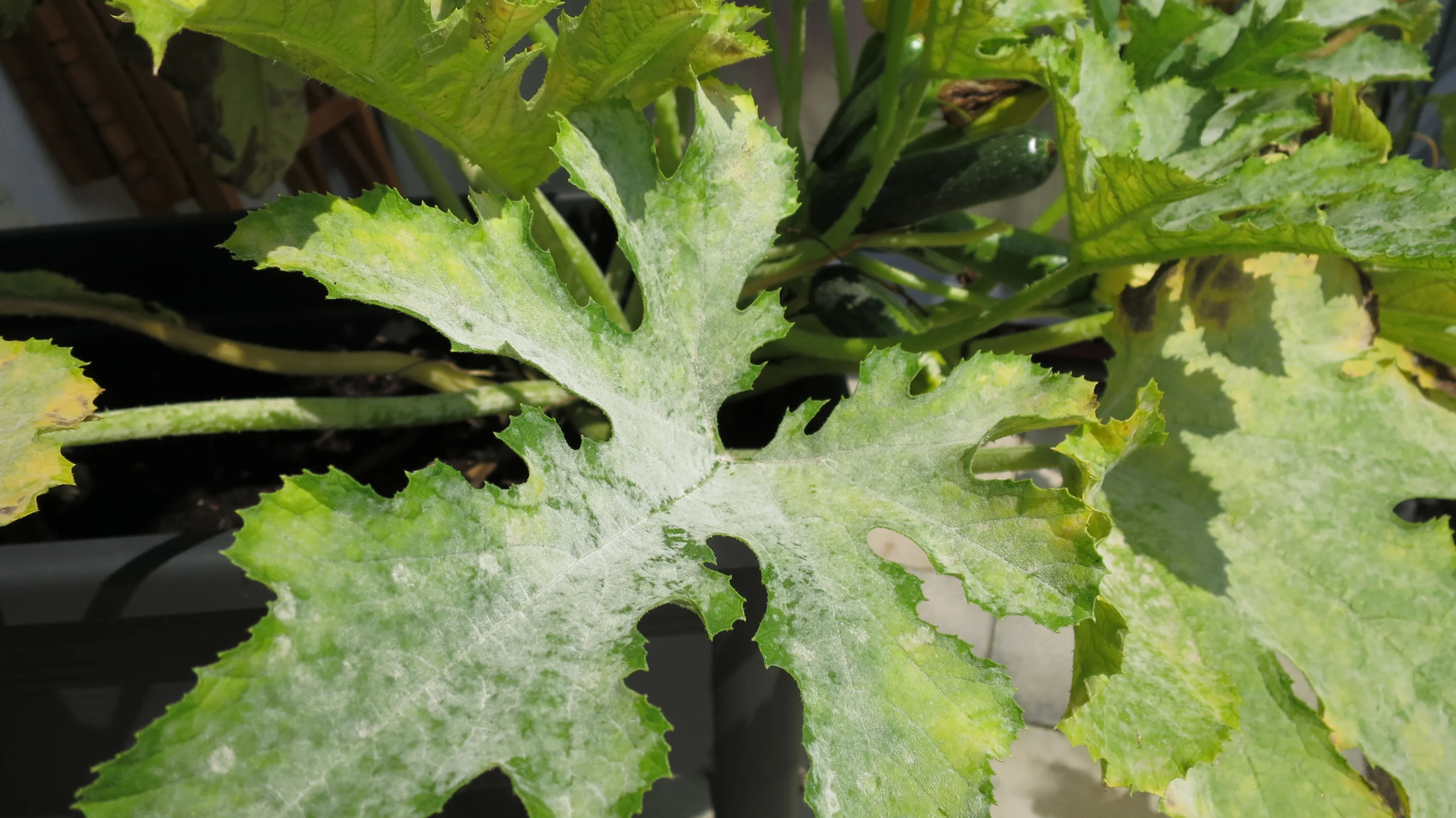 Mehltau auf Zucchini