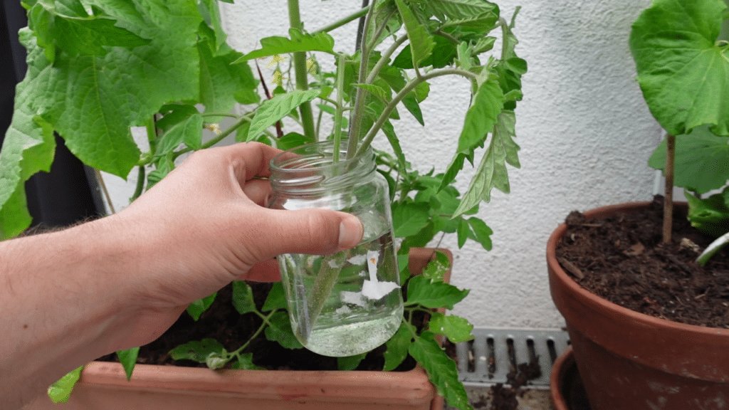 Tomaten aus Stecklingen ziehen