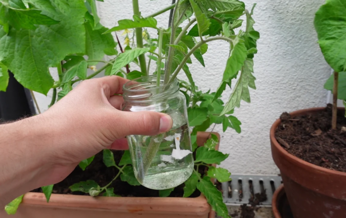 Tomaten aus Stecklingen ziehen im Waserglas