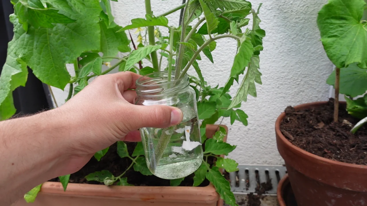 Tomaten aus Stecklingen ziehen im Waserglas