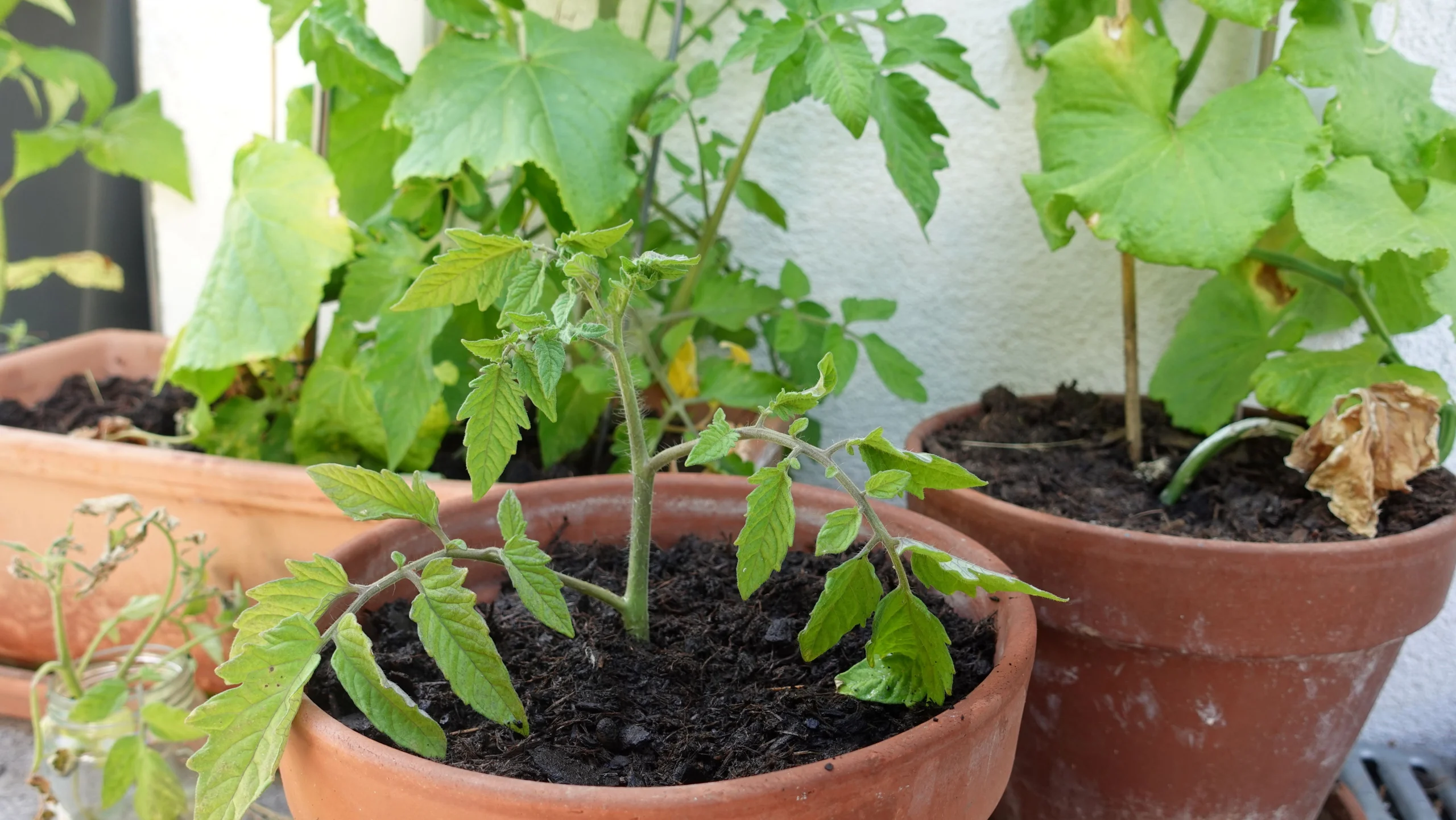 Tomaten aus Stecklingen ziehen