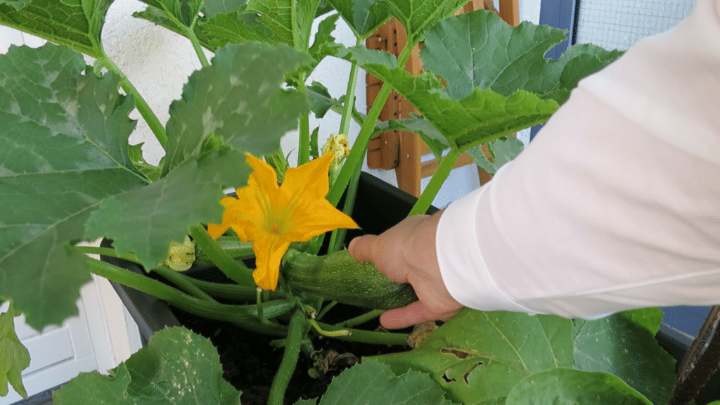 Zucchini richtig ernten: Tipps für eine reiche Ernte und Haltbarmachung