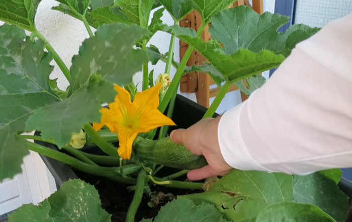 Zucchini ernten