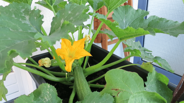 Zucchini erntereif