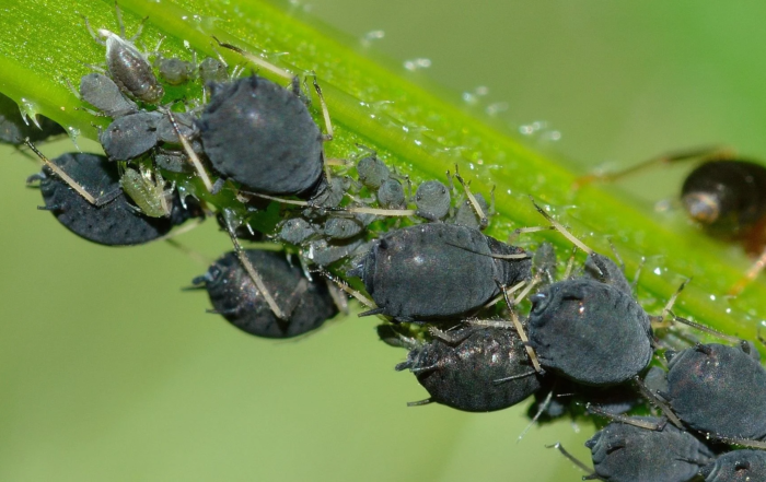 Blattläuse auf dem Balkon bekämpfen