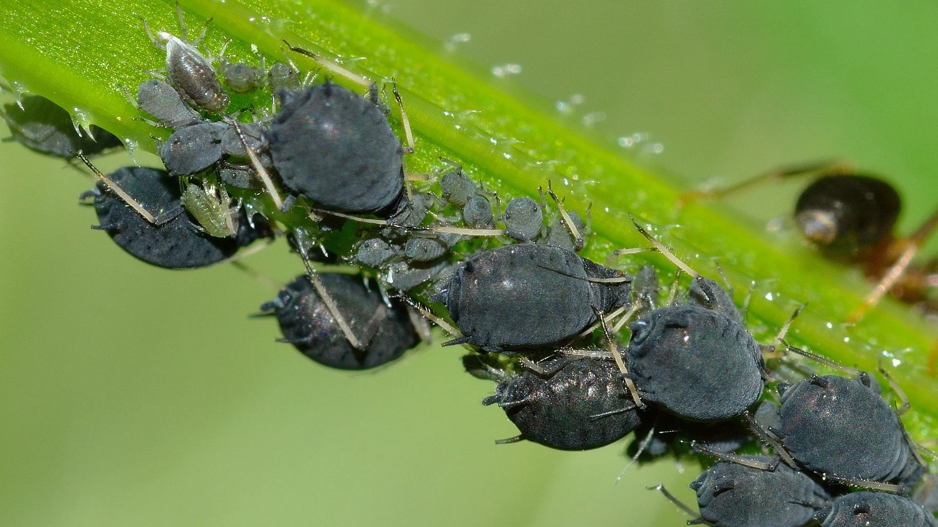 Blattläuse auf dem Balkon bekämpfen