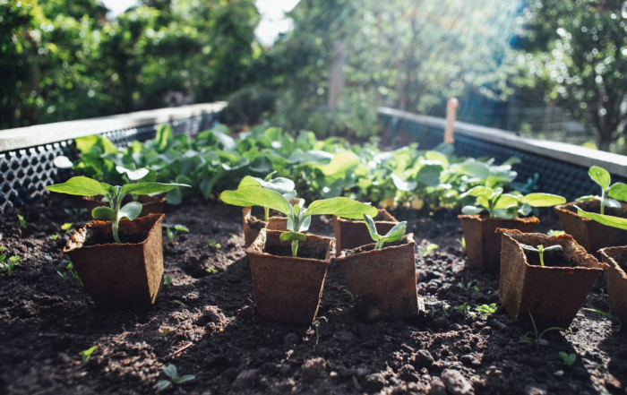 Gemüse Balkon im Mai