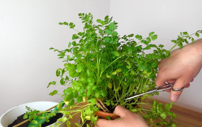 Koriander richtig schneiden und ernten