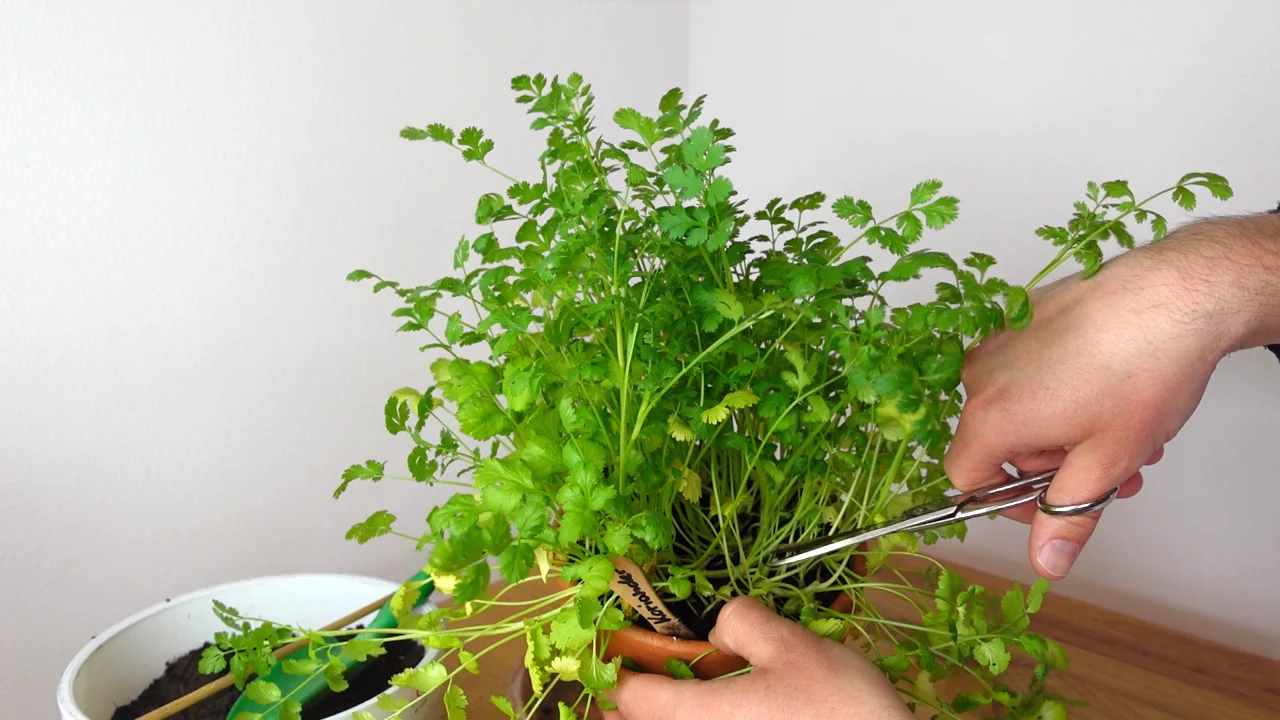 Koriander richtig schneiden und ernten