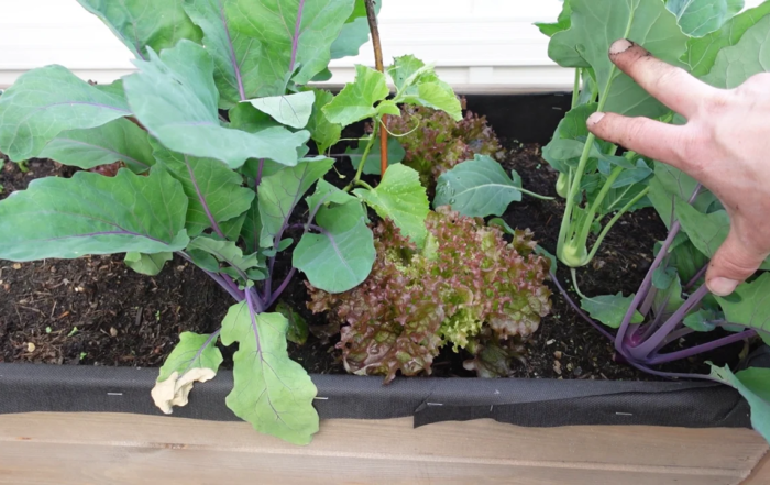 Gemüse Balkon im Juni