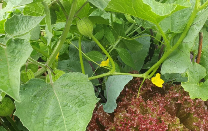 Gemüse Balkon im Juli
