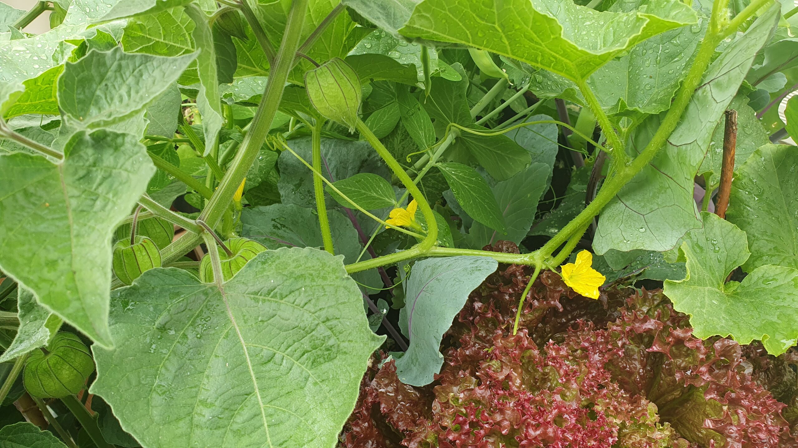 Gemüse Balkon im Juli