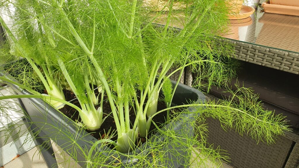 Fenchel aus Samen anziehen