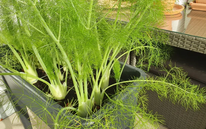 Fenchel im Hochbeet