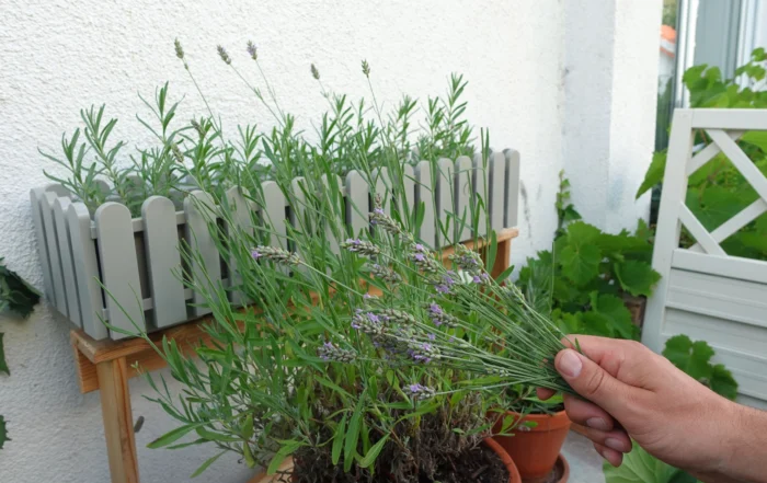 Lavendel richtig ernten