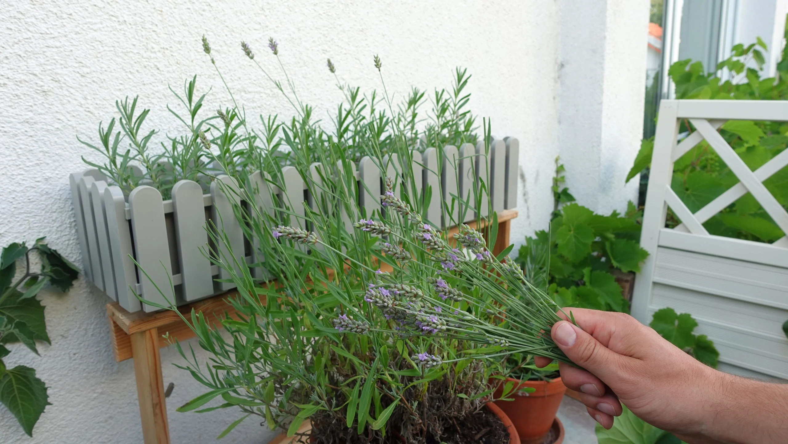 Lavendel richtig ernten