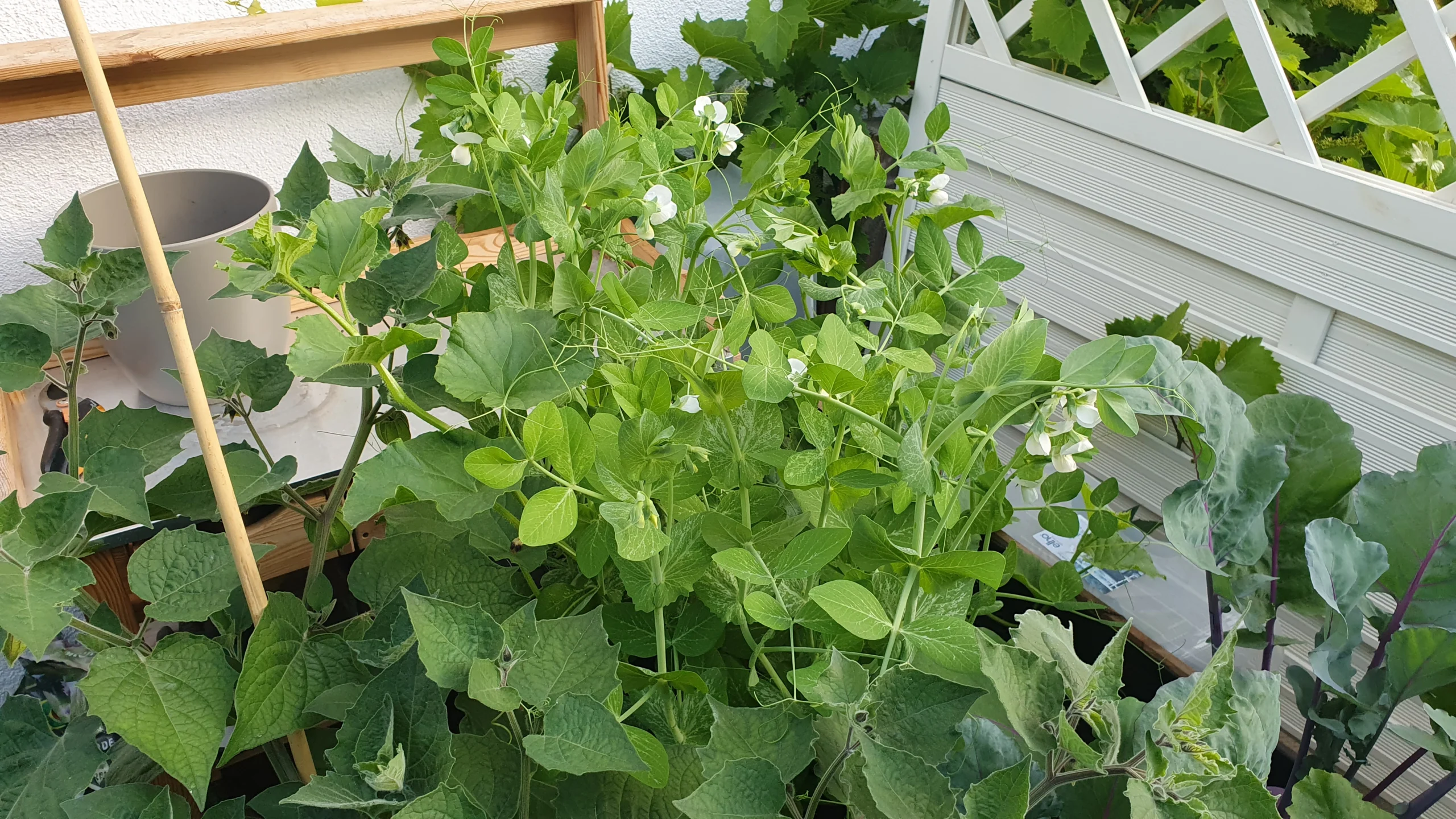 Zuckererbsen Blüten Zuckerschoten mit Blüten