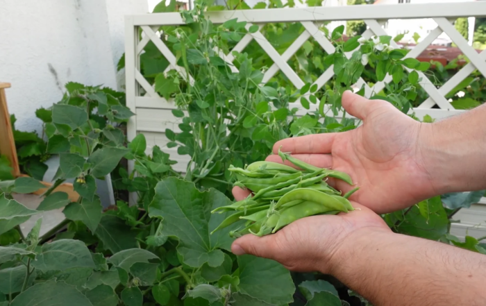 Zuckerschoten ernten