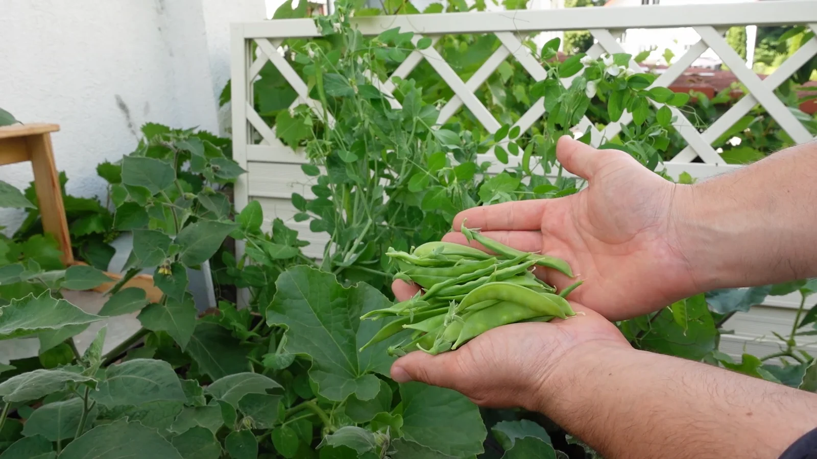 Zuckerschoten ernten