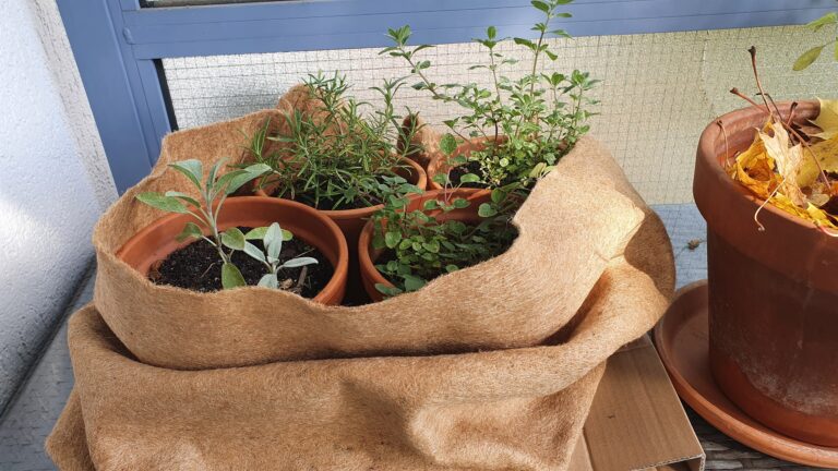 Salbei, Rosmarin, Thymian und Oregano in Tontöpfen, eng zusammengestellt in einer Kokosmatte