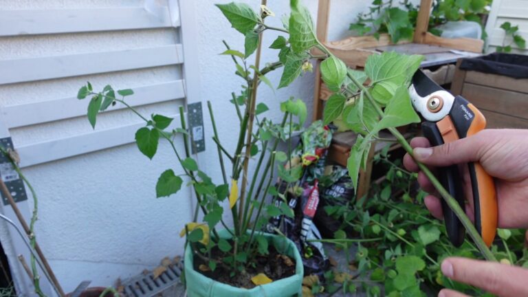 Hand mit Gartenschere schneidet einen Trieb der Physalis als Steckling