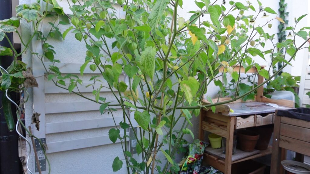 Physalis überwintern: als ganze Pflanze oder als Steckling