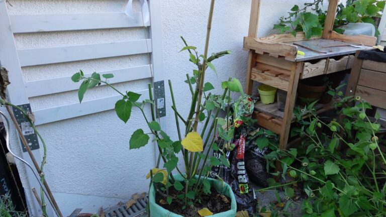Zurückgeschnittene Physalis im Pflanzsack, daneben die abgeschnittenen Triebe