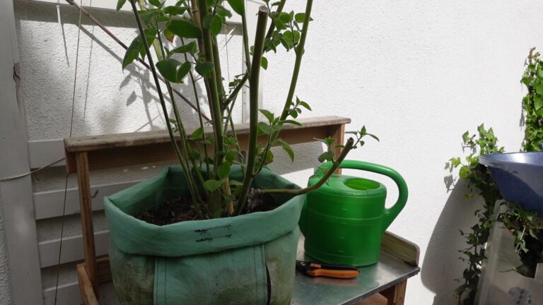 Überwinterte Physalis mit frischem Austrieb im Pflanzsack, daneben eine Gießkanne