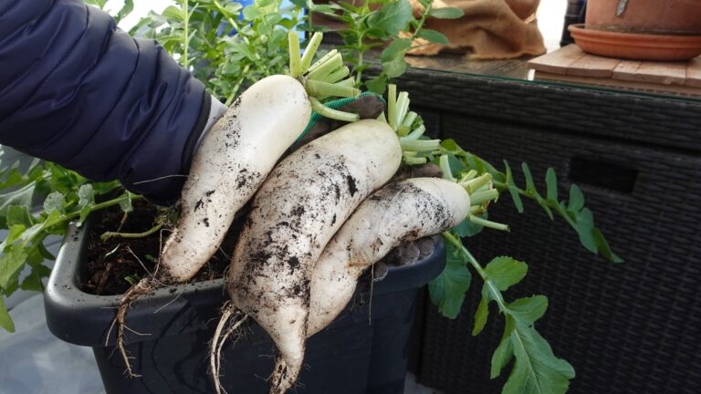 Drei lange weiße Rettiche in der Hand, frisch aus dem Balkon-Hochbeet
