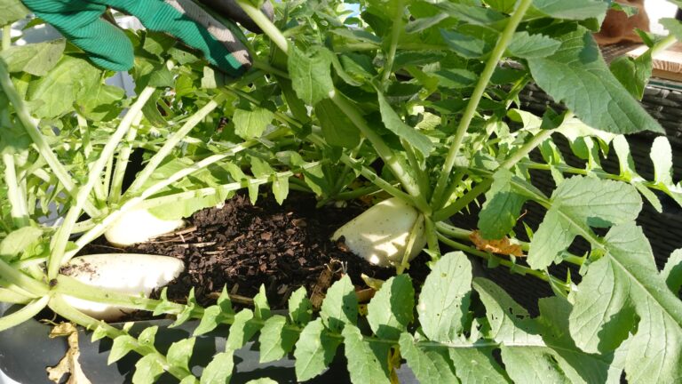 Weiße Rettichköpfe schauen im Balkon-Hochbeet aus der Erde
