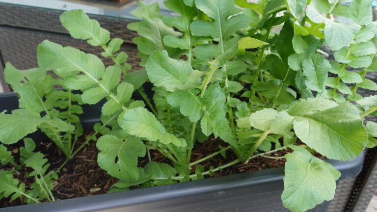Kräftiges Rettichlaub im Balkon-Hochbeet